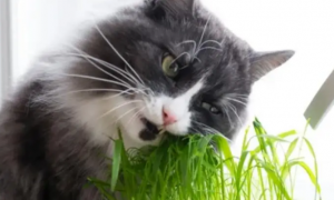 猫草是干什么的