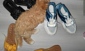 为什么狗狗喜欢拖鞋睡觉