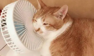 猫咪都爱吹风扇睡觉吗为什么