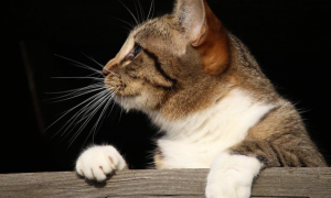 为什么猫咪喜欢闻木头香