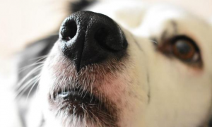 狗狗为什么鼻子发软发硬的原因