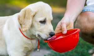狗狗一天最少要喝多少水呢