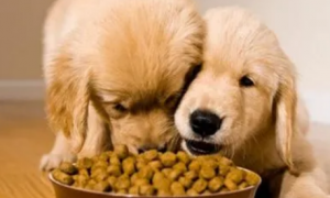 三个月的狗如何吃狗粮呢