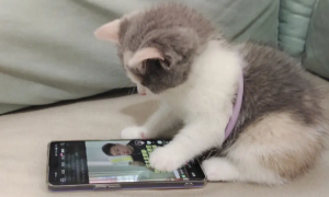 猫咪为什么要攻击手机屏幕呢