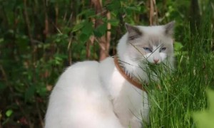 猫咪为什么吃三叶草