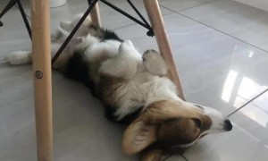 狗狗为什么舔椅子下面