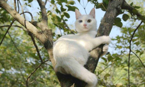 猫死了为什么挂树上