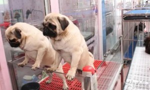 南京正规的宠物狗市场