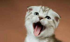 为什么猫咪叫得像婴儿哭一样