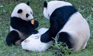 大熊猫美香一家在哪个国