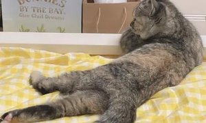 猫咪为什么劈着腿睡觉呢