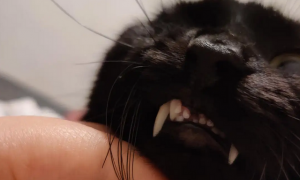 猫长龅牙怎么回事