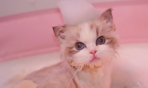 猫咪洗澡用什么好