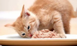 为什么猫咪吃饭都不吐怎么回事