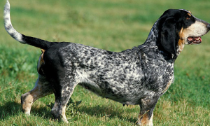 美国蓝斑猎犬价格多少钱一只