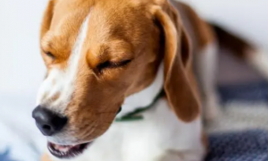 为什么狗狗会咳嗽喘息