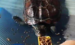 怎样才能让刚买巴西龟吃龟粮