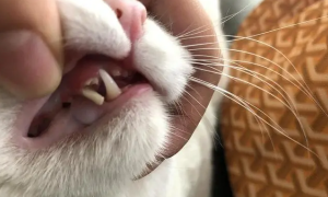 为什么猫咪的牙齿很尖软呢