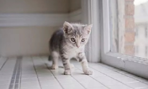 为什么猫咪老是走路不稳
