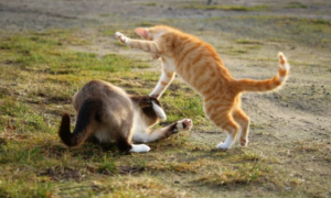 猫咪打架慢半拍是为什么呢