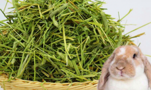 兔草是什么东西?