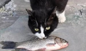 为什么猫咪吃鱼会叫声呢