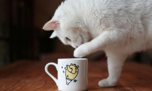 为什么猫咪喜欢喝浓缩果汁