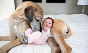 狗狗为什么会保护婴儿呢