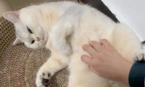 猫咪喜欢摸肚子为什么呢
