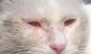 为什么猫咪眼眶湿润会发红呢