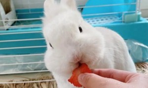 兔子一天不拉屎但正常吃