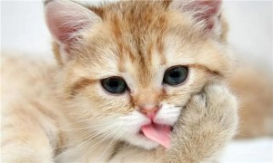 猫咪为什么喜欢洗脸咬爪子呢