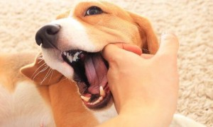 狗狗为什么咬人的手呢