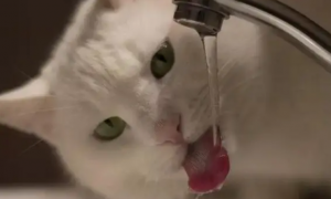 小猫多久喝一次水