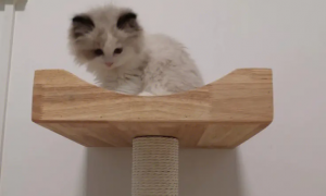 猫需要爬架吗