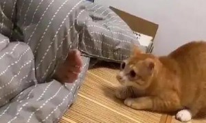猫咪为什么爱咬我脚踝呢