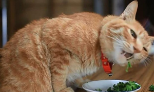 猫咪为什么吃饭的时候会叫