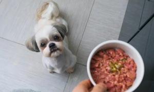 如何让狗吃饭不吃狗粮呢