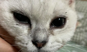 猫咪眼睛里面为什么老有泪水流出