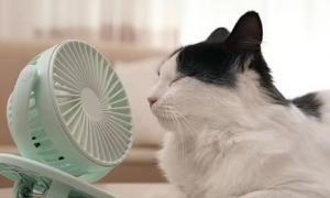 为什么猫咪不怕风扇的声音
