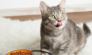 小猫可以吃什么代替猫粮