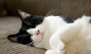 猫咪为什么会睡觉做梦呢