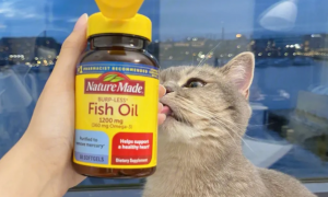 猫咪鱼油排行榜10强