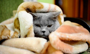 猫咪身上冰冷怎么办