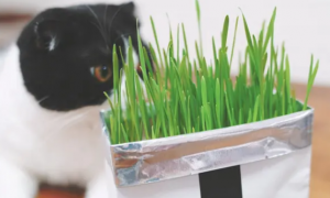 猫草片和猫草哪个好