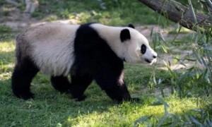 熊猫美香近况