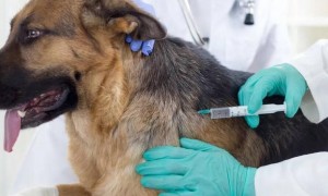 狗狗疫苗多久打一次