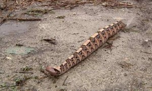 加蓬咝蝰蛇图片