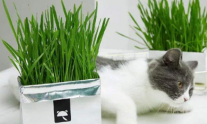 猫草有什么作用