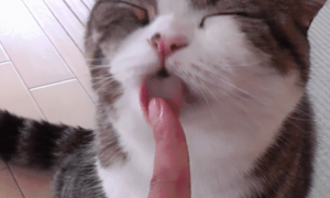 为什么猫咪总喜欢舔人